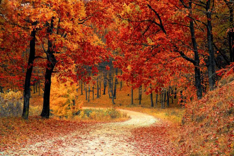 Best Places to Visit for Fall Colors in USA