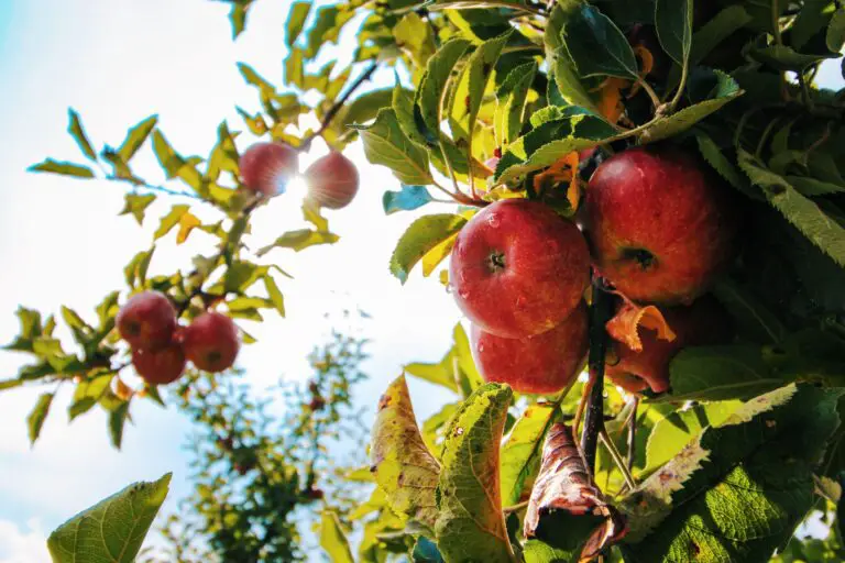 Exploring the Beauty of Fifer Orchards in Delaware